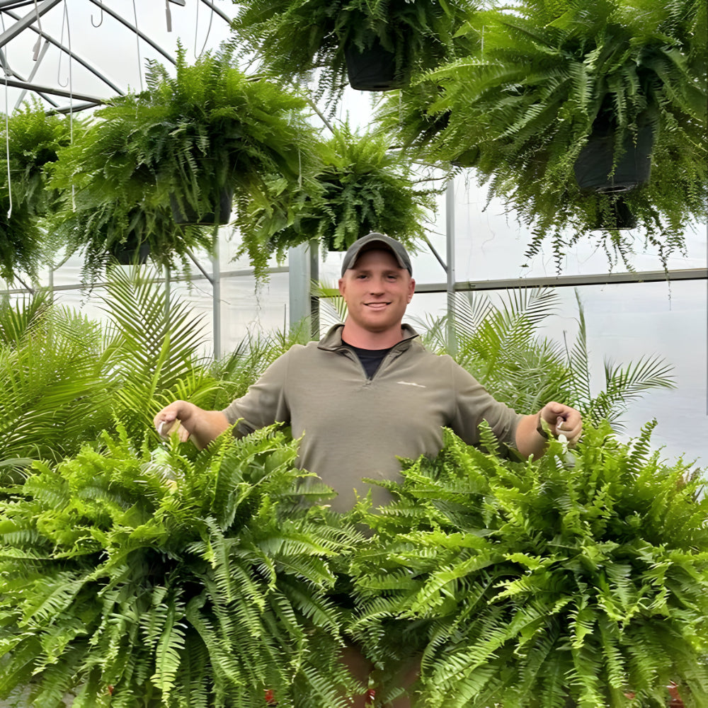 Realistic Green Boston Fern Indoor Plant