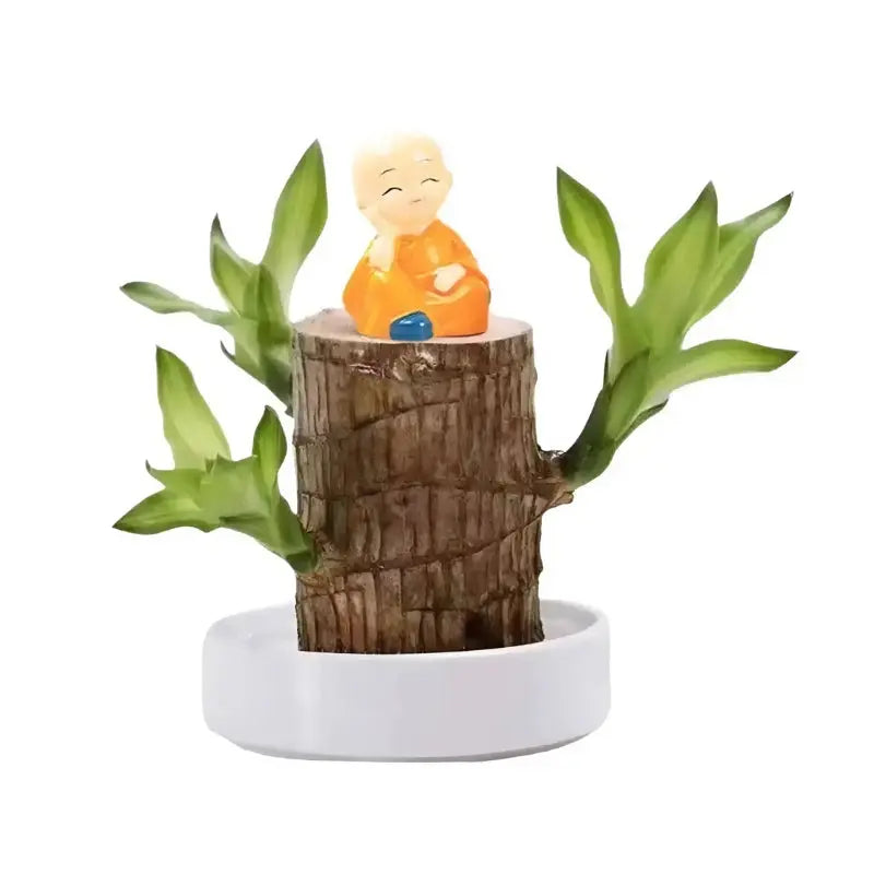 Natural Brazilian Air Purifying Potted Plant