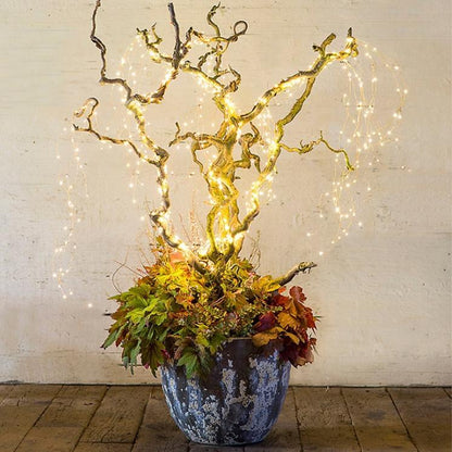 String Fairy Hanging Lights
