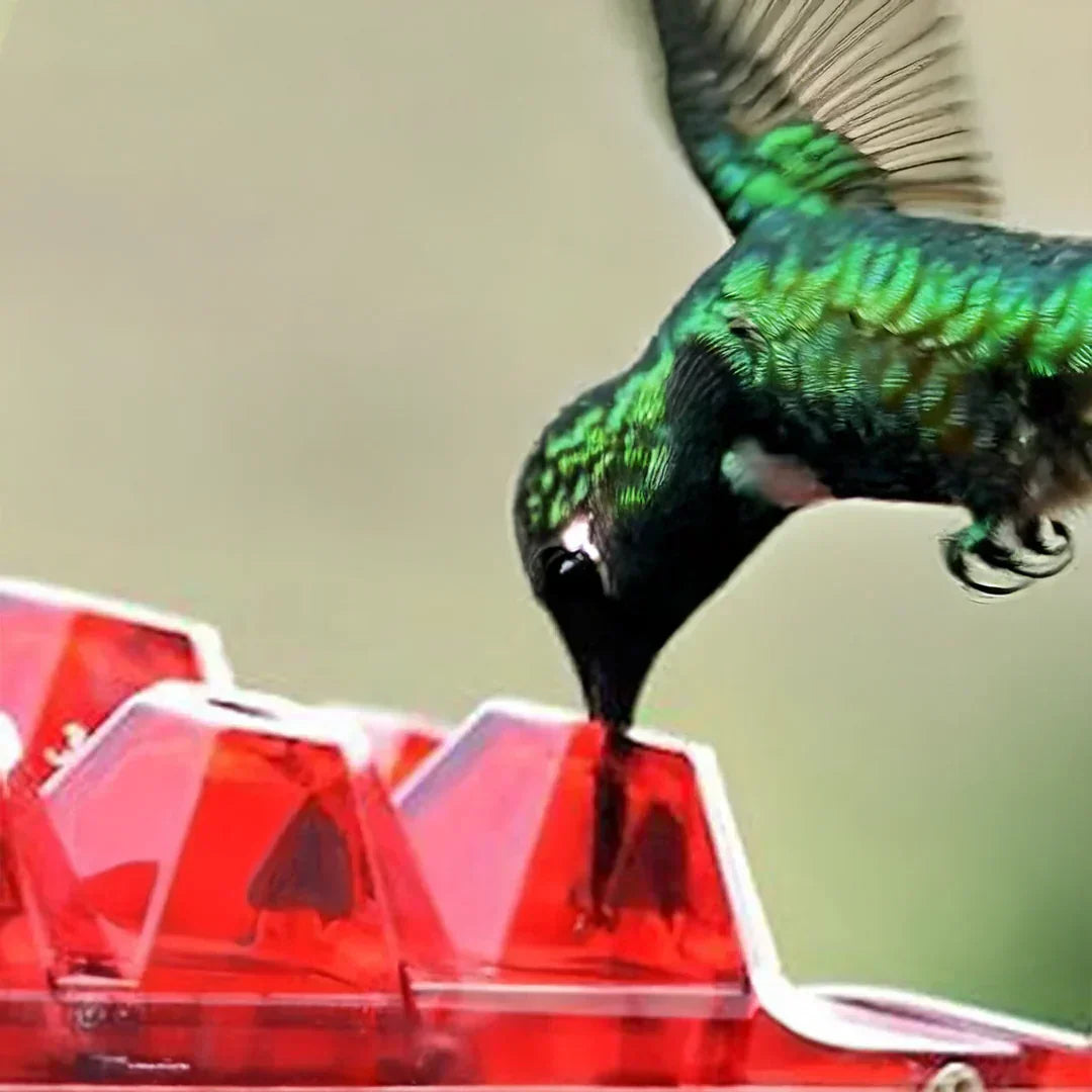 Noxord | Pest-Proof Hummingbird Feeder with 30 Bug-Resistant Holes