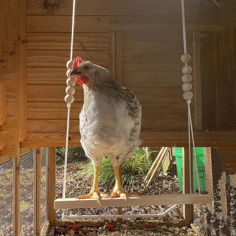 Fun Pet Chicken Playground Toy
