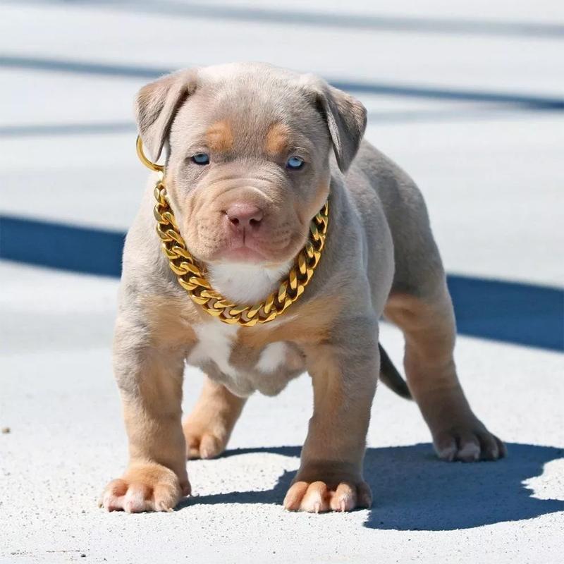 Luxury Pet Gold Plated Chain Collar - Cofik