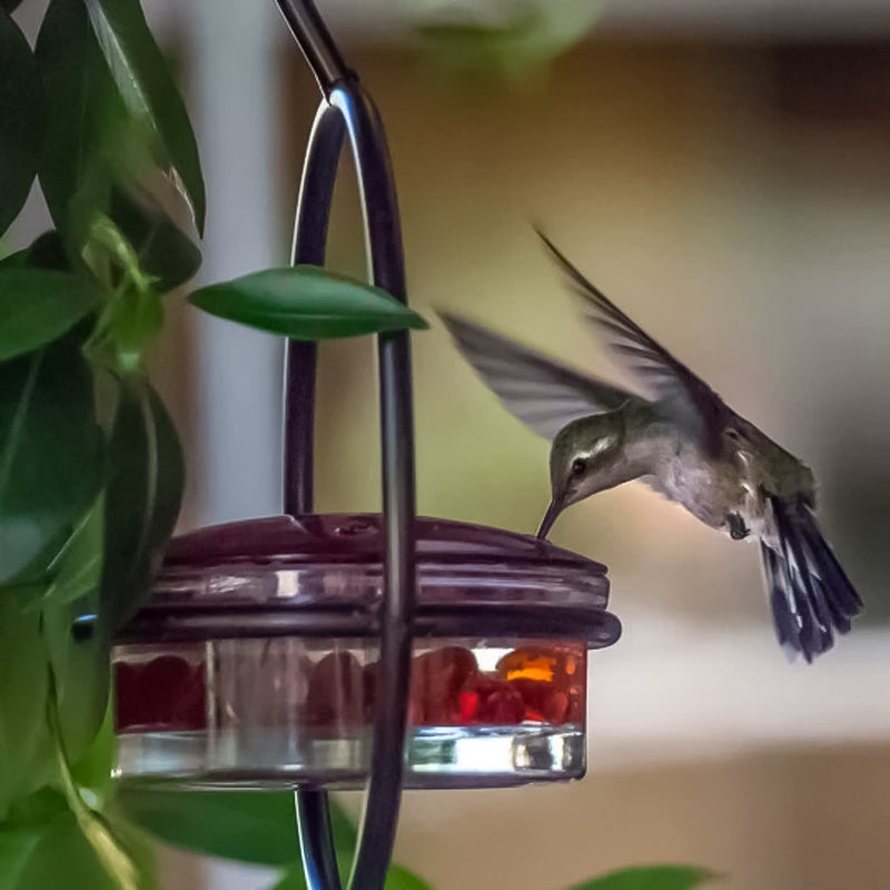 Classic Bird Shaped Metal Water Dispenser