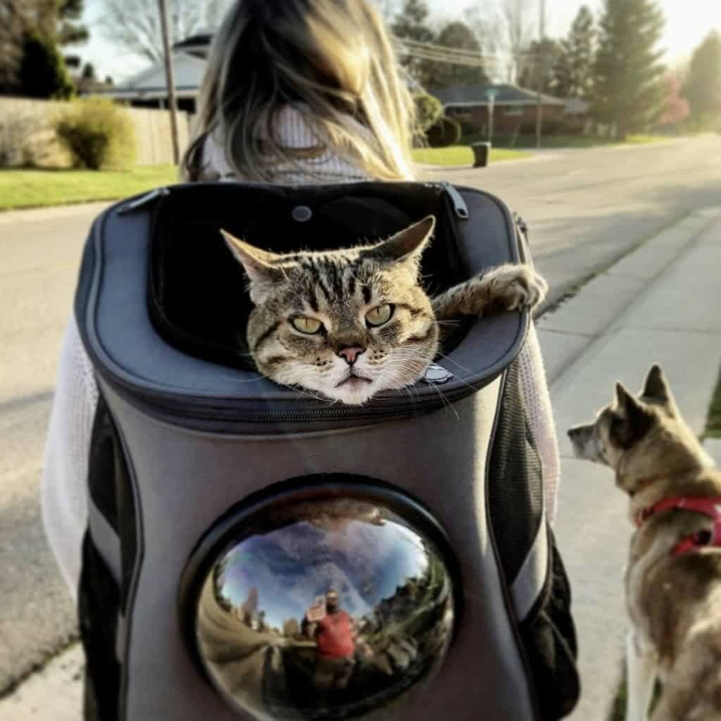 Large Window Cat Backpack - Comfy Pet Travel Carrier - Cofik