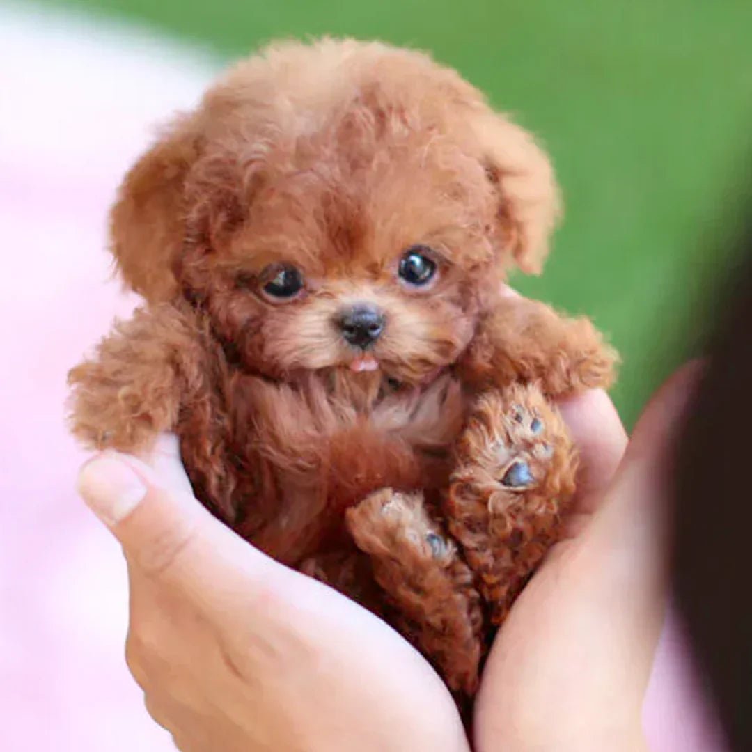 Fun Animated Plush Dog Toy for Kids and Adults - Cofik