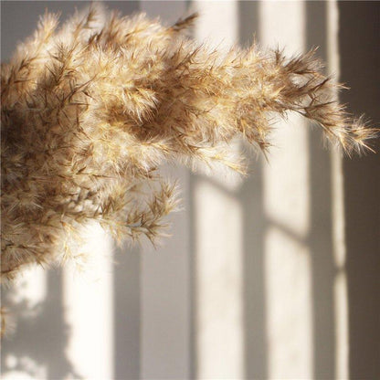 Natural Dried Pampas Grass Boho Decor Bouquet