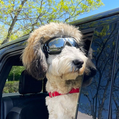 Dog Sunglasses Outdoor Pet Eye Protection