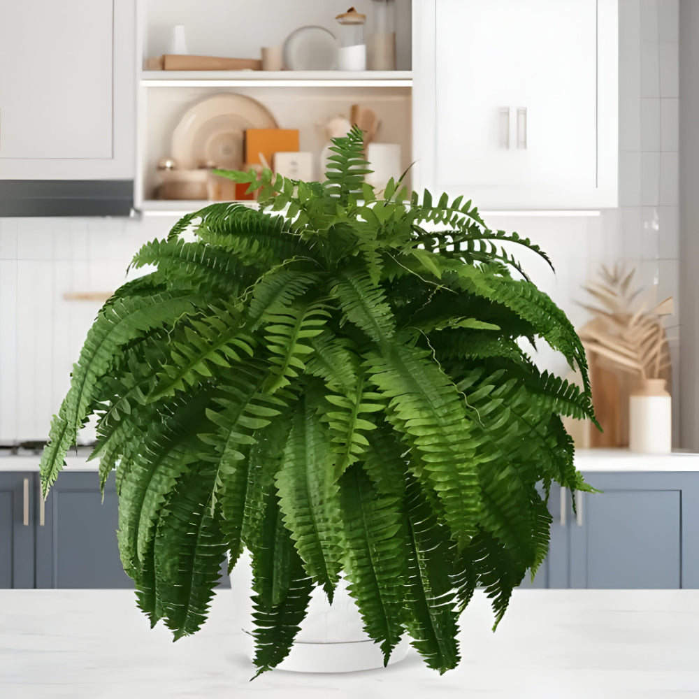 Realistic Green Boston Fern Indoor Plant
