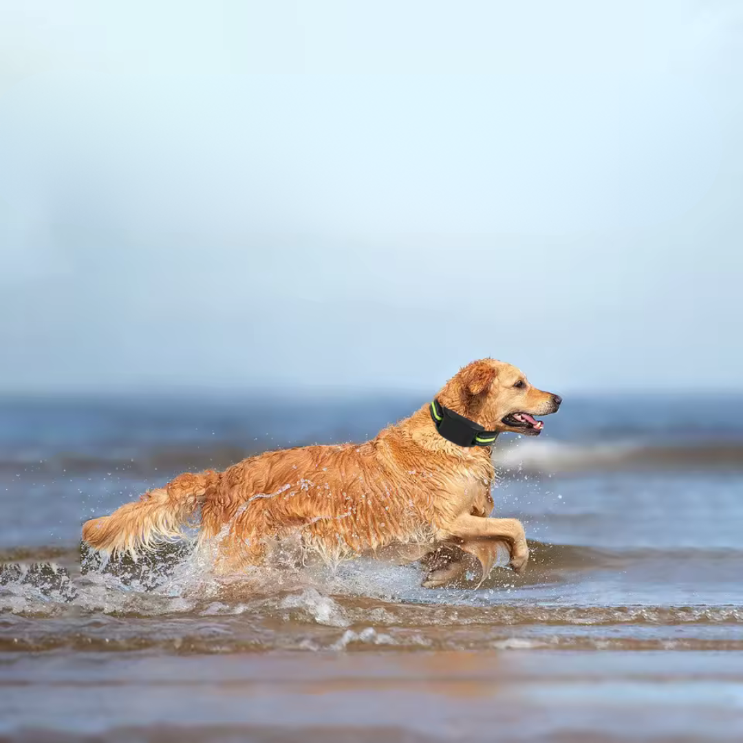 Effective Dog Bark Control Collar with Sound and Vibration