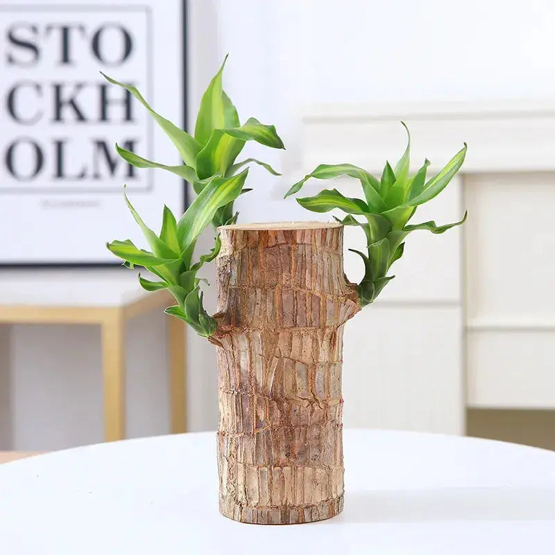 Natural Brazilian Lucky Air Purifying Plant - Cofik