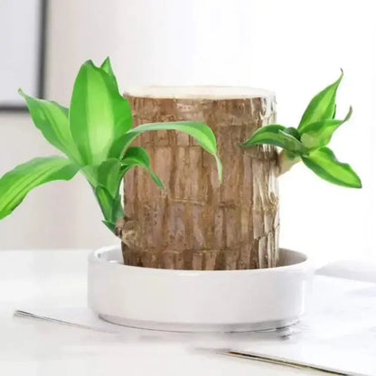 Natural Brazilian Lucky Air Purifying Plant