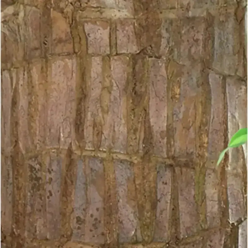 Natural Brazilian Lucky Air Purifying Plant