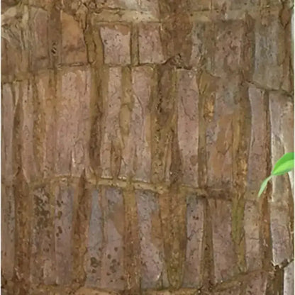 Natural Brazilian Lucky Air Purifying Plant