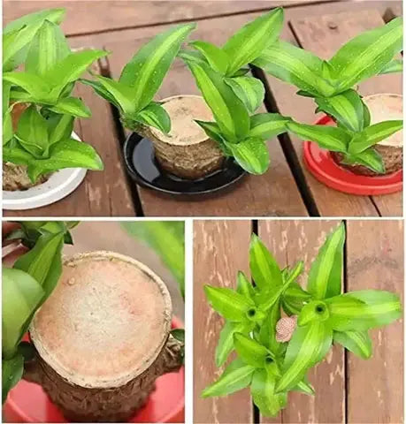 Natural Brazilian Lucky Air Purifying Plant