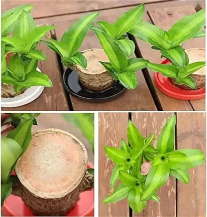 Natural Brazilian Lucky Air Purifying Plant