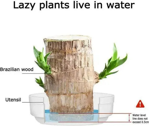 Natural Brazilian Lucky Air Purifying Plant