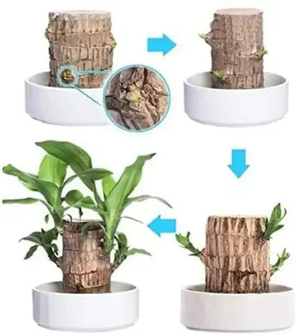 Natural Brazilian Lucky Air Purifying Plant