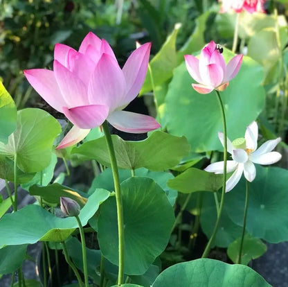 Easy Grow Water Lily Seeds for Home Ponds