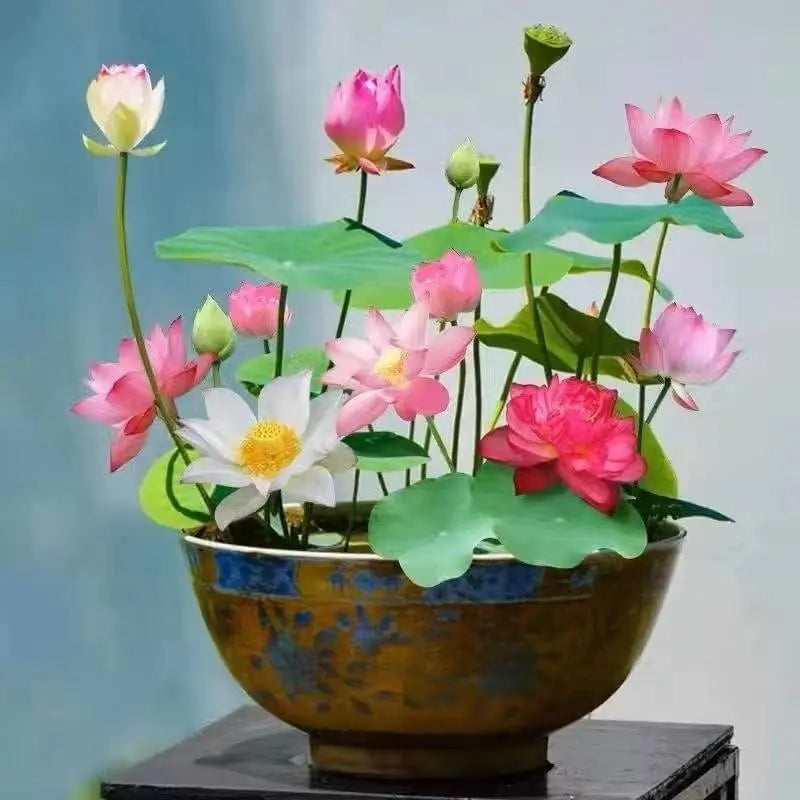 Easy Grow Water Lily Seeds for Home Ponds