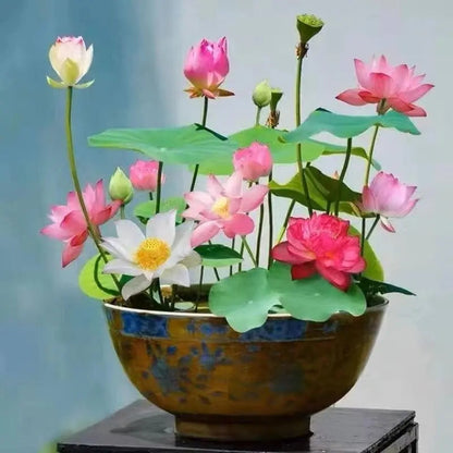Easy Grow Water Lily Seeds for Home Ponds