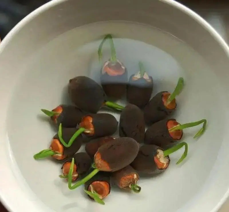 Easy Grow Water Lily Seeds for Home Ponds