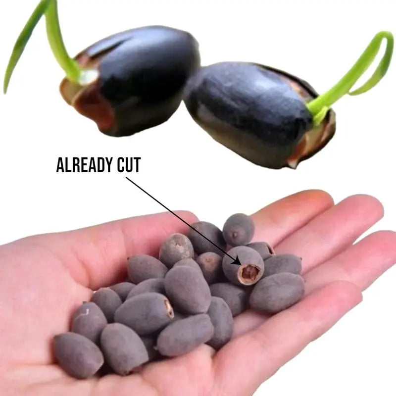 Easy Grow Water Lily Seeds for Home Ponds