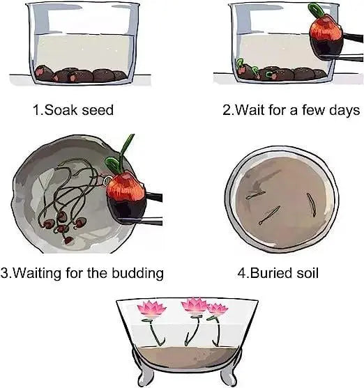 Easy Grow Water Lily Seeds for Home Ponds