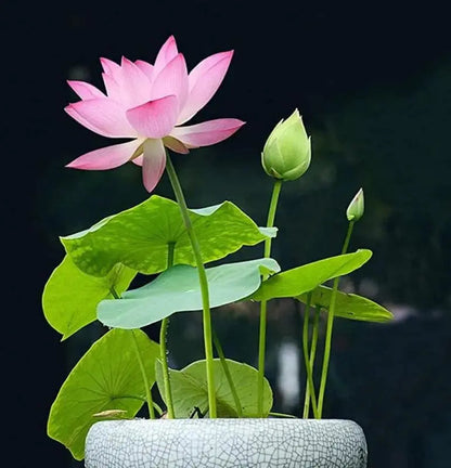 Easy Grow Water Lily Seeds for Home Ponds