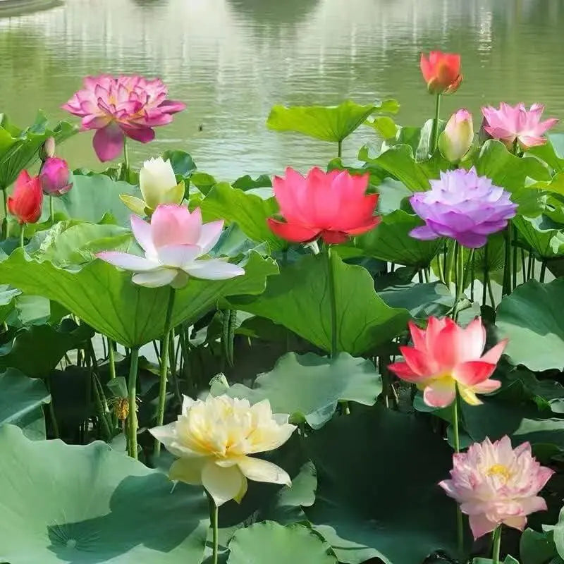 Easy Grow Water Lily Seeds for Home Ponds - Cofik