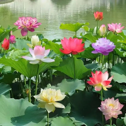 Easy Grow Water Lily Seeds for Home Ponds - Cofik