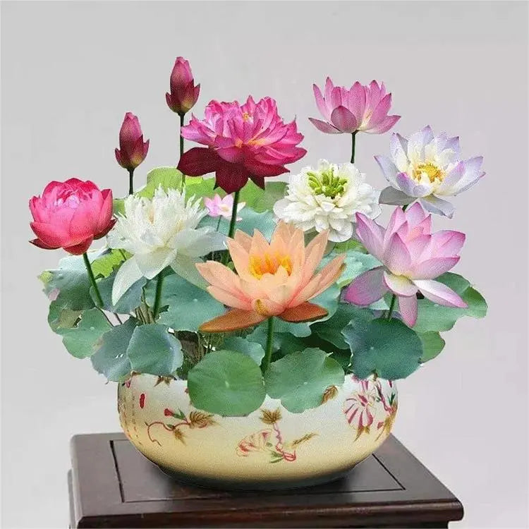 Easy Grow Water Lily Seeds for Home Ponds