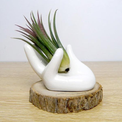 Unique Miniature Plant Holder Decorative Dish