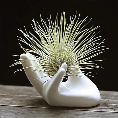 Unique Miniature Plant Holder Decorative Dish - Cofik