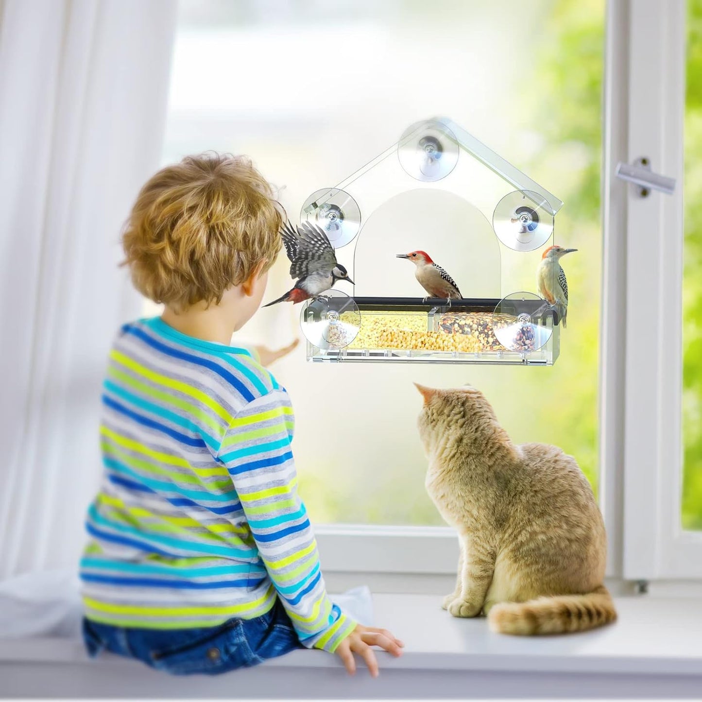 Clear Bird Feeder Window Mount Suction Cup House