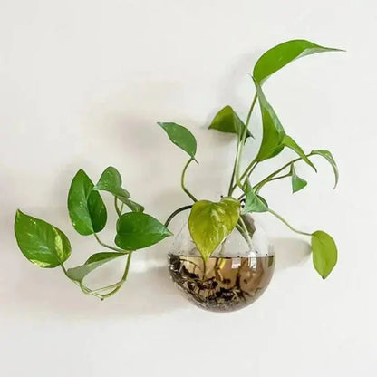 Simple Glass Wall Planter - Modern Flower Vase