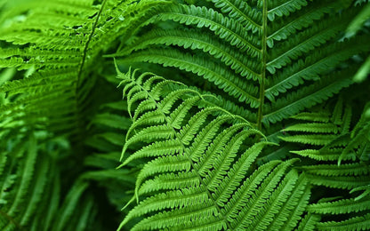 Durable Outdoor Boston Fern | Realistic UV Protected Plant