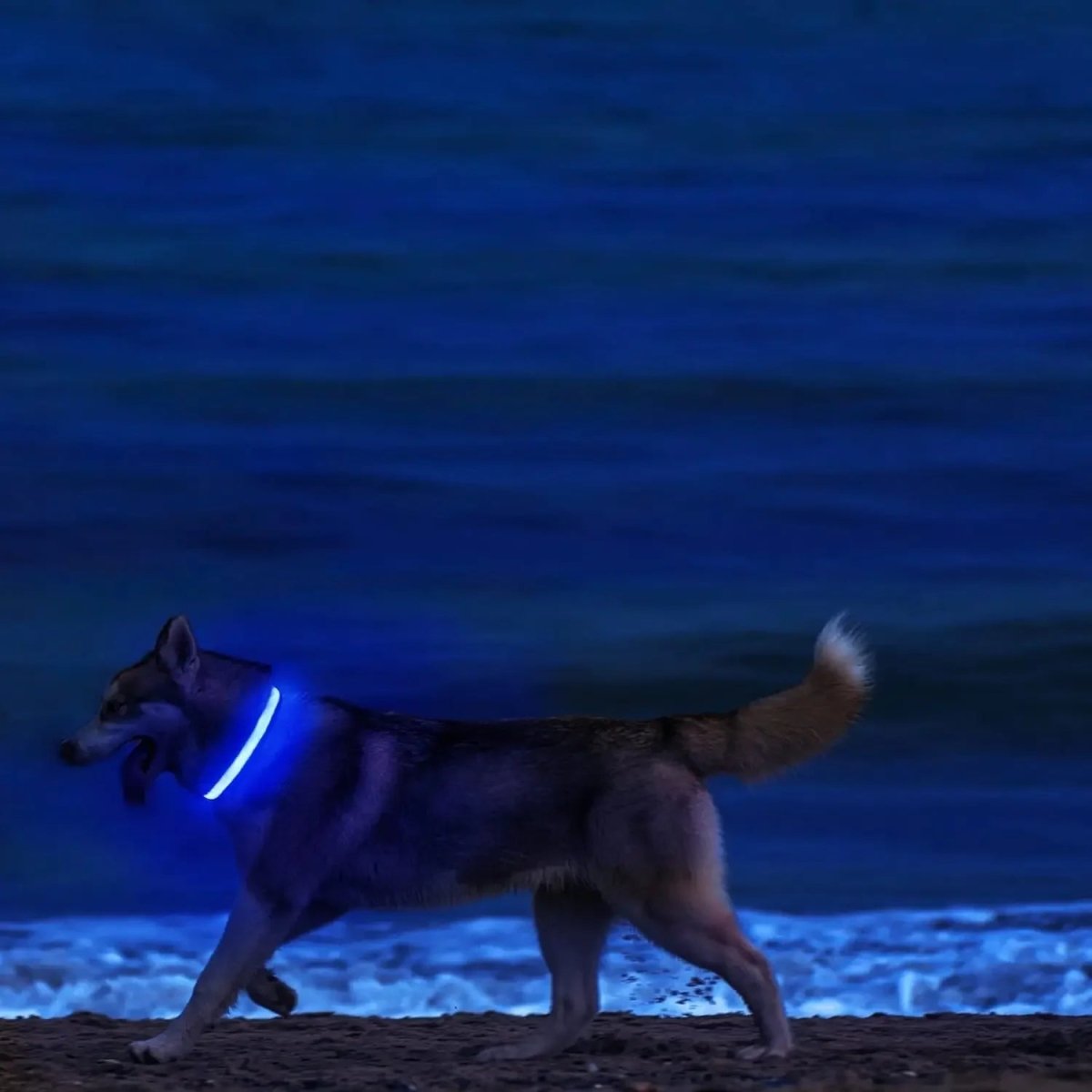 Visible LED Dog Collar with Adjustable Strap