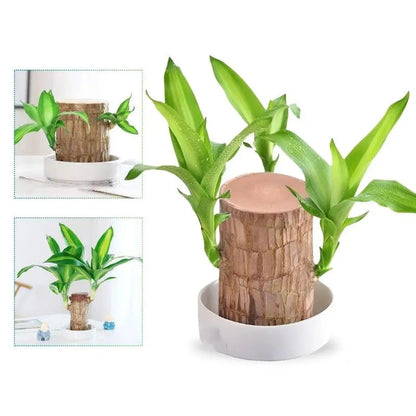 Natural Brazilian Air Purifying Potted Plant - Cofik
