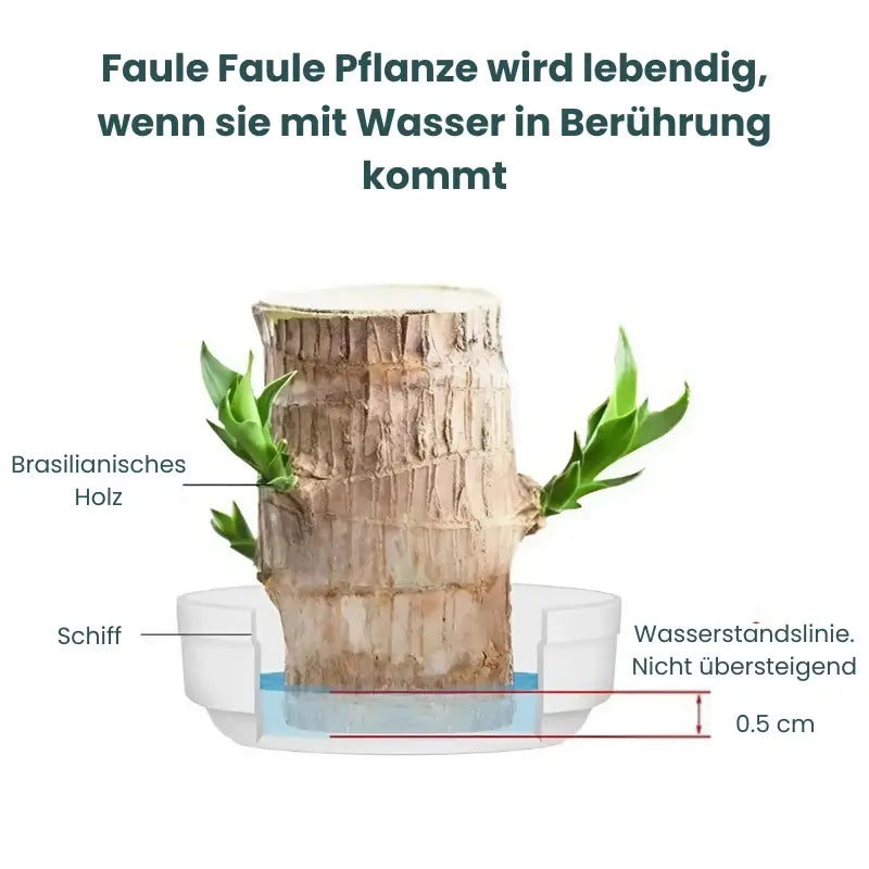 Natural Brazilian Air Purifying Potted Plant