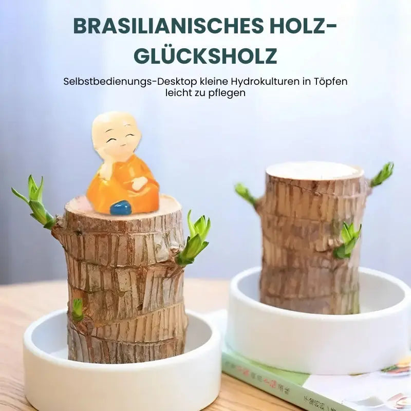 Natural Brazilian Air Purifying Potted Plant