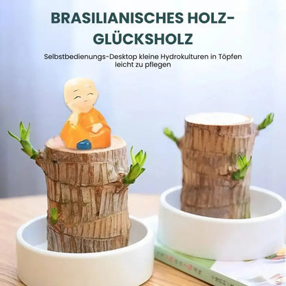 Natural Brazilian Air Purifying Potted Plant