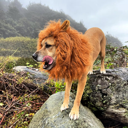 Spooky Lion Mane Dog Wig Costume