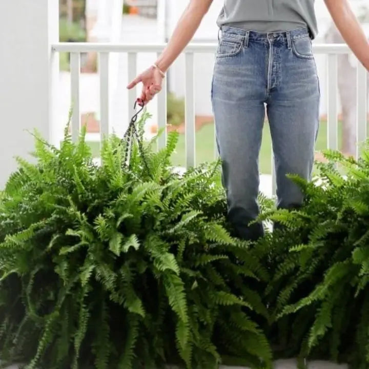 Realistic Green Fern Plant Bundle - Low Maintenance (18 Stems)