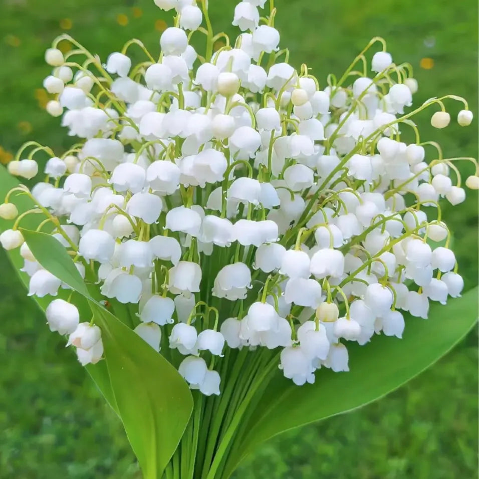 Fragrant Lily of the Valley Plant Roots - Cofik