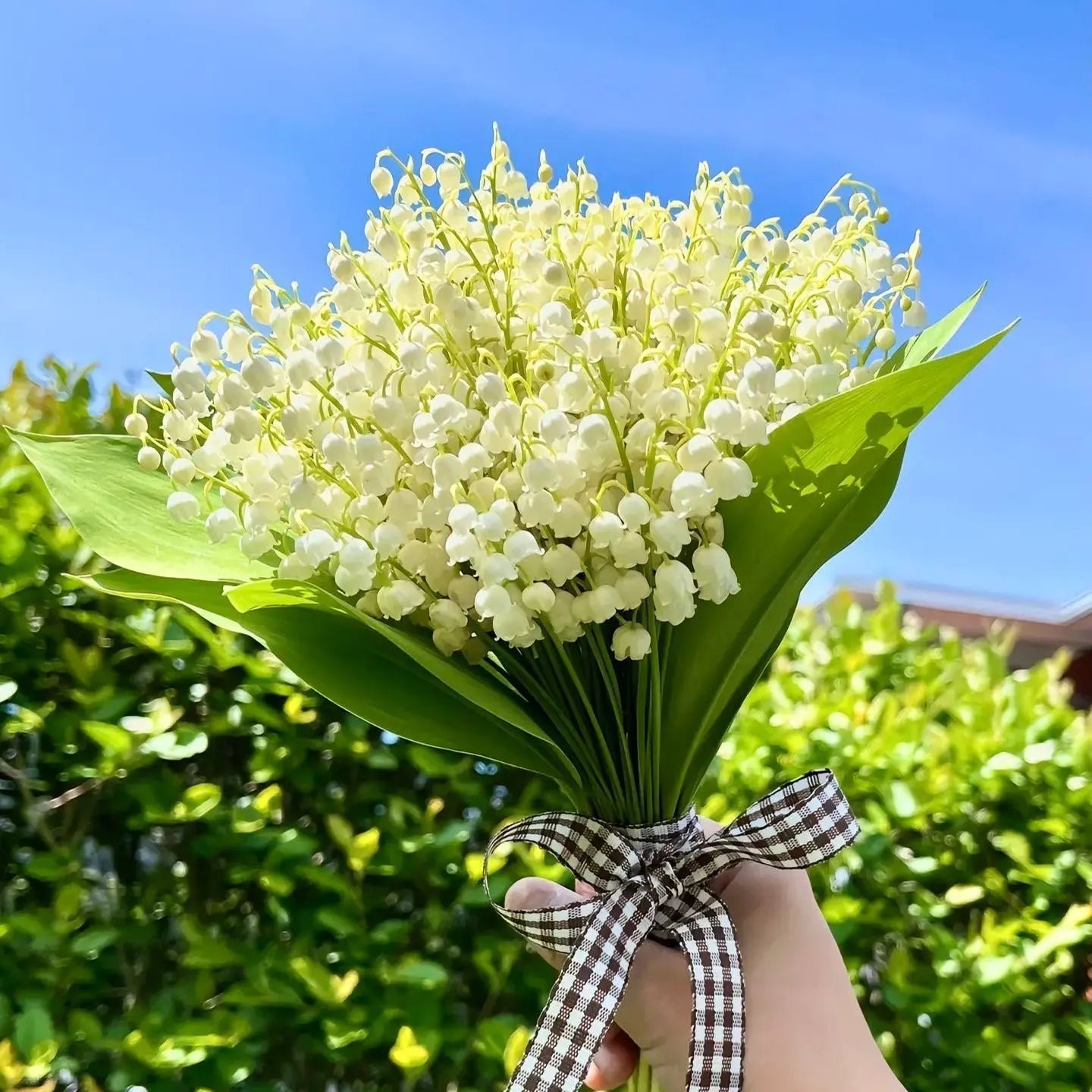 Fragrant Lily of the Valley Plant Roots