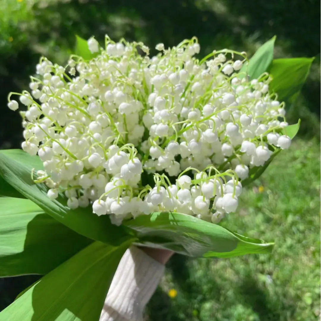 Fragrant Lily of the Valley Plant Roots