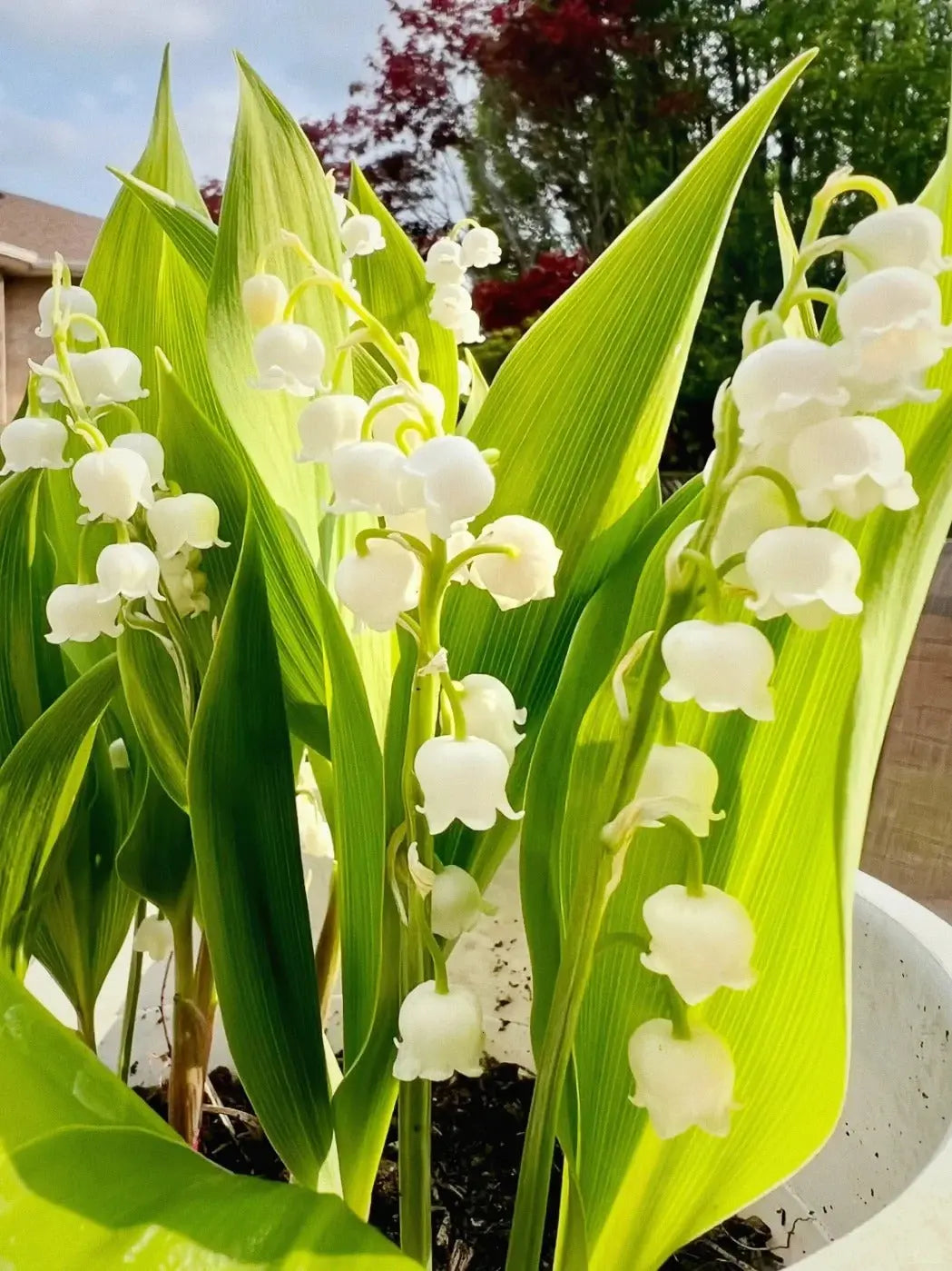 Fragrant Lily of the Valley Plant Roots
