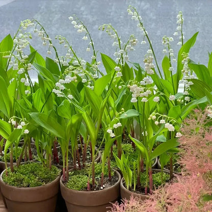 Fragrant Lily of the Valley Plant Roots