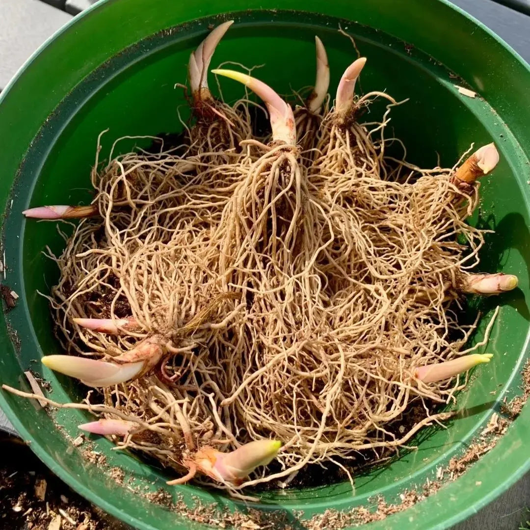 Fragrant Lily of the Valley Plant Roots