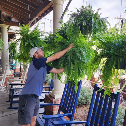 Durable Outdoor Boston Fern | Realistic UV Protected Plant